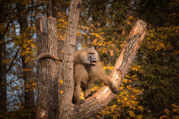 Alert Guinea Baboon in Autumn Zoo. Old World Monkey on Tree Branch during Fall Season in Zoological Garden.