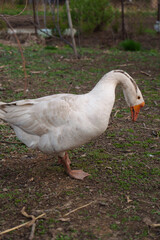 The goose walks around the paddock.