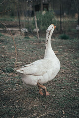 The goose walks around the paddock.