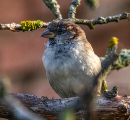 bird on a branch