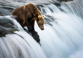 Long exposure image of a brown bear standing on Brooks Falls , waiting for salmon to jump up the...