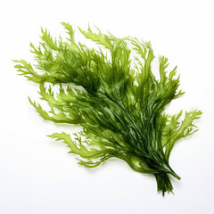 Fresh green seaweed isolated on white background - obrazy, fototapety, plakaty