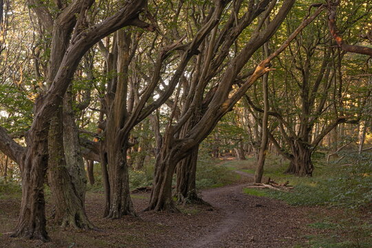 Im R&uuml;gener Gespensterwald