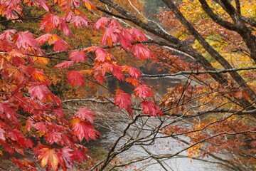 紅葉の薬研渓流。