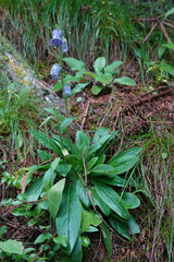 Vertical closeup on a blue flowering Bearded bellflower, Campanula barbata , in the Austrian alps