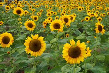 Sunflowers blooming in field, Thailand.