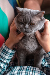 A grey Scottish cat sits on a man and looks at him with displeasure.