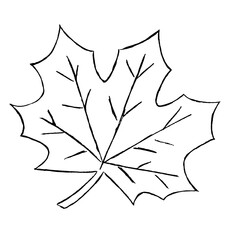 Maple leaf - black outline on white background