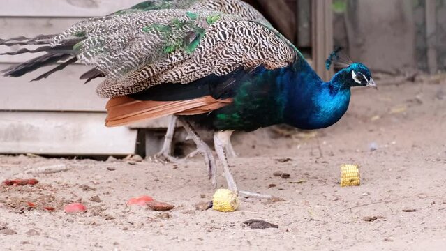 Colourful male peacock without any long tail fathers defecating or pooping. Beautiful blue, turquoise and green feathered tropical bird on a farm. Livestock slow motion, animal behaviour concept. 4K