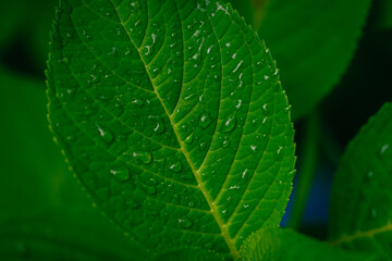 梅雨、紫陽花の花の葉の葉脈