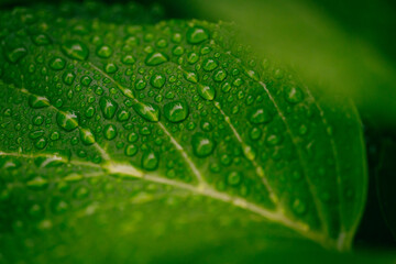 梅雨、紫陽花の花の葉の葉脈