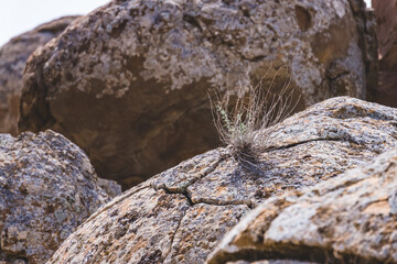 Unusual spherical shape of stones in the Kazakh steppe Mangistau, valley of balls in nature Torysh
