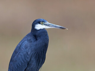 Western reef heron (Egretta gularis)