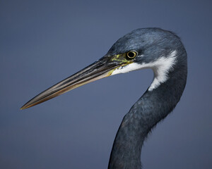 Western reef heron (Egretta gularis)