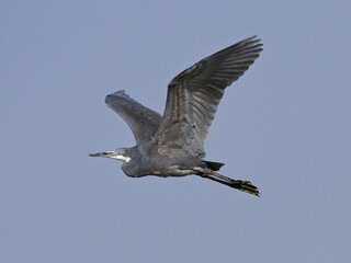 Western reef heron (Egretta gularis)