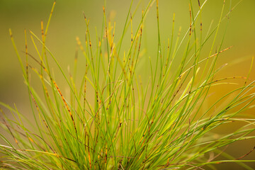 Torf-Segge (Carex davalliana) - obrazy, fototapety, plakaty