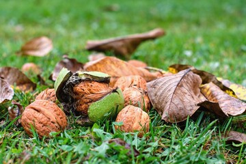 Fresh ripe walnuts fallen in the grass