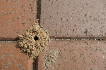 Ant mound in the joint between terrace tiles