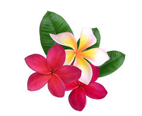  red  pink Plumeria, frangipani flowers isolated on transparent.