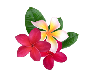  red  pink Plumeria, frangipani flowers isolated on transparent.