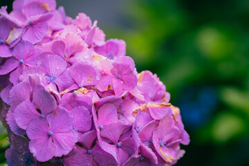 ピンク色の紫陽花の花