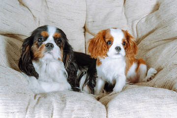 Tricolor mother and Blenheim Cavalier King Charles spaniel puppy are comfortably ensconced in easy chair at home.