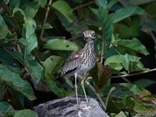 Senegal thick-knee (Burhinus senegalensis)