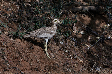 Senegal thick-knee (Burhinus senegalensis)