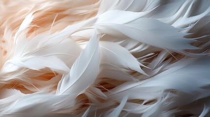 White feathers, Macro shot , Color Gradient, Background HD