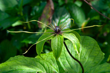 Sydney Australia, unusual flower of a daiswa forrestii native to Vietnam