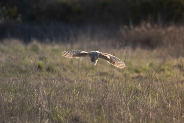 Wild barn owl hunting above fields in United Kingdom