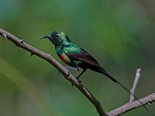 Beautiful sunbird (Cinnyris pulchella)