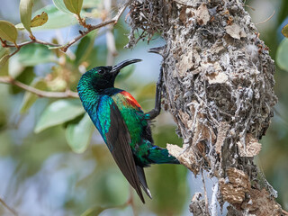 Beautiful sunbird (Cinnyris pulchella)