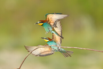 Two European bee-eaters, Merops apiaster, sitting on a stick fighting, in beautiful warm morning light, Burdur, Turkey.