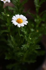 White Marguerite flower flower with raindrops on petals on spring green background