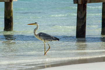 Grey Heron in shallow water in the Maldives