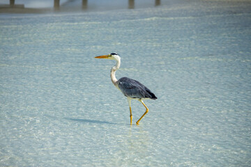 Grey Heron in shallow water in the Maldives