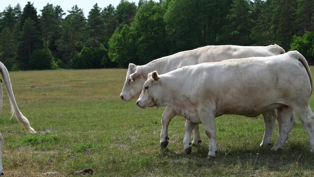 Captivating Charolais cattle grazing. Majestic French Charolais cows gracefully roaming in a picturesque meadow on a sunny day.