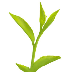 Green tea leaves 