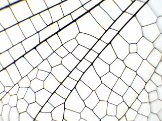 ルリボシヤンマの翅 © 聡 足立