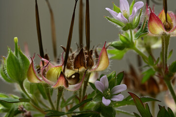 Beautiful small flower of Carolina crane's-bill.