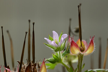 Beautiful small flower of Carolina crane's-bill.