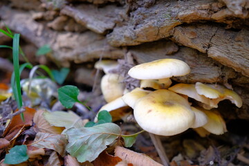 Close up view of mushrooms on the tree trunk