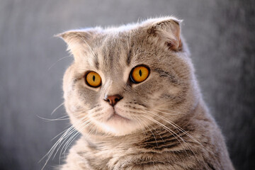 Portrait of a domestic cat, Scottish Fold