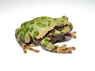 二ホンアマガエル