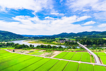 川口牛ケ島 の 信濃川 ( 千曲川 ) と 牛ケ島大橋 と 田園風景 【 新潟県 の 風景 】 © show999
