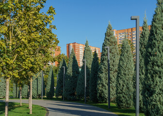 Rows of trimmed Arizona cypress (Cupressus arizonica) 'Blue Ice'in Public landscape 'Galitsky park' for relaxation and walking in sunny autumn 2023