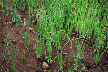 Plant spring onions that are growing in season. Ripe Onion plants row growing on field, close up. with onion bulb, closeup. Rows on the onion plantation in the vegetable garden agriculture