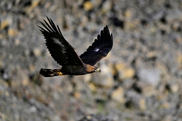 flying Golden eagle // fliegender Steinadler (Aquila chrysaetos)