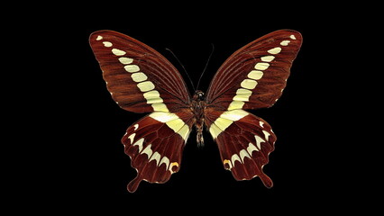 Cream-banded swallowtail butterfly